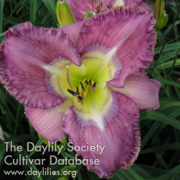 Daylily A Groovy Kind of Love